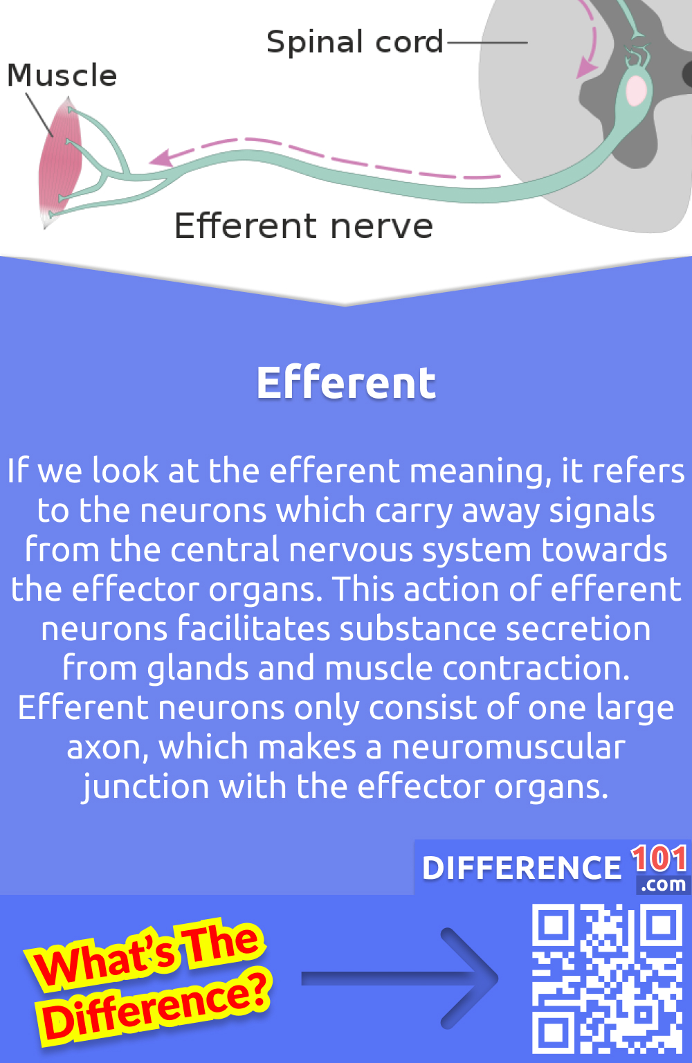 What Is Efferent? If we look at the efferent meaning, it refers to the neurons which carry away signals from the central nervous system towards the effector organs. This action of efferent neurons facilitates substance secretion from glands and muscle contraction. Efferent neurons only consist of one large axon, which makes a neuromuscular junction with the effector organs. Efferent neurons are divided further into different types, like general visceral efferent neurons, special visceral efferent neurons and somatic efferent neurons. There are further types of somatic neurons, alpha motor neurons and beta motor neurons. All these neurons help in carrying signals to the organs. For example, if a person is walking on the road and sees a bike coming towards him, he will suddenly jump on the side or make a side immediately. That is because efferent neurons immediately carry signals from the brain to the leg muscles to move out of the way.