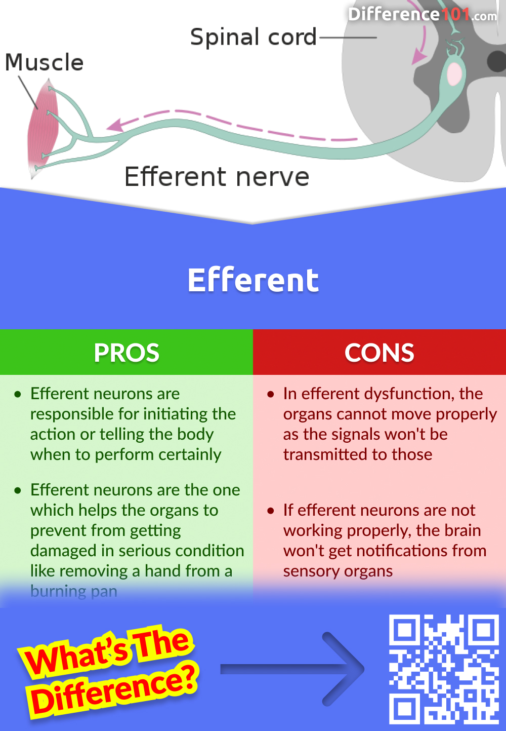 Efferent Pros and Cons