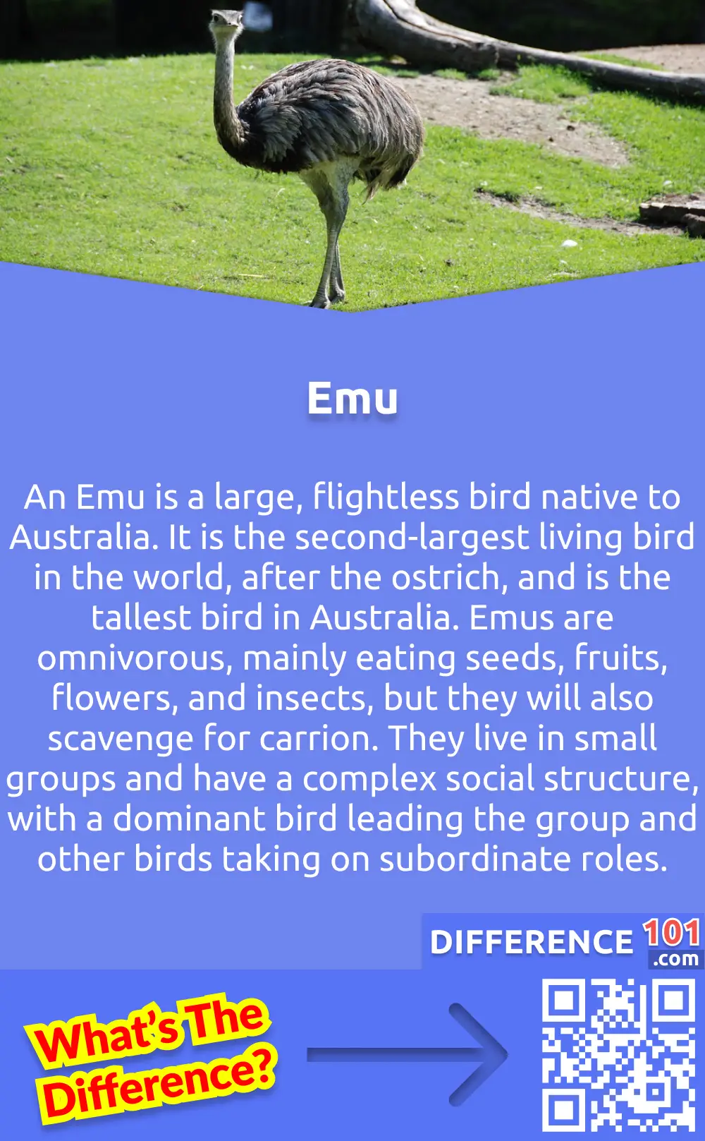 What Is Emu? An Emu is a large, flightless bird native to Australia. It is the second-largest living bird in the world, after the ostrich, and is the tallest bird in Australia. Emus are omnivorous, mainly eating seeds, fruits, flowers, and insects, but they will also scavenge for carrion. They live in small groups and have a complex social structure, with a dominant bird leading the group and other birds taking on subordinate roles. Emus are strong, fast runners and can reach speeds of up to 50 kilometers per hour. They are also strong swimmers and can even dive underwater. They are known to be curious and intelligent birds, with a good memory and the ability to recognize individuals. As a result, they are becoming increasingly popular in zoological gardens and parks.
