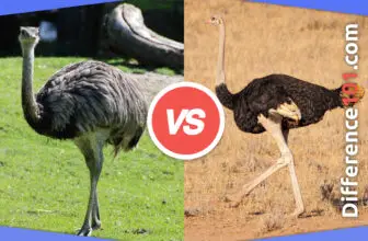 Emu vs. Ostrich: 6 Key Differences, Pros & Cons, Similarities