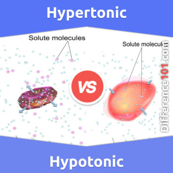 Hypertonic vs. Hypotonic: 5 Key Differences, Pros & Cons, Similarities