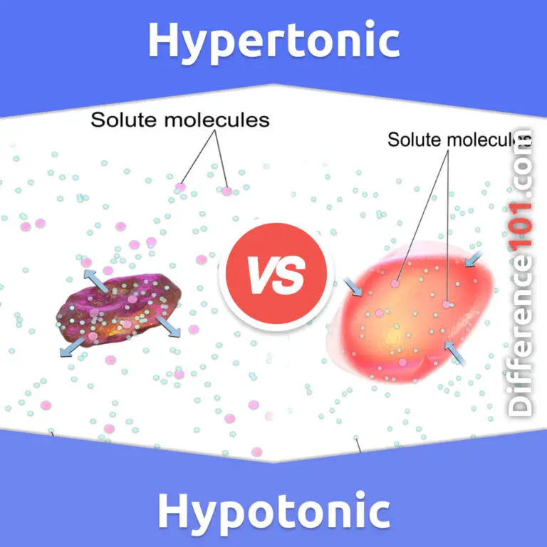 Hypertonic vs. Hypotonic 5 Key Differences, Pros & Cons, Similarities