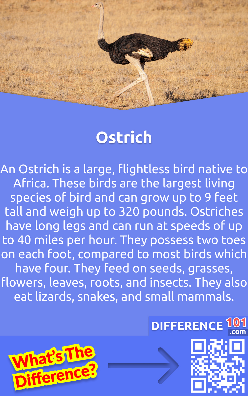 What Is Ostrich? An ostrich is a large, flightless bird native to Africa. These birds are the largest living species of bird and can grow up to 9 feet tall and weigh up to 320 pounds. Ostriches have long legs and can run at speeds of up to 40 miles per hour. They possess two toes on each foot, compared to most birds which have four. Ostriches are omnivores, consuming a wide range of plant and animal material. They feed on seeds, grasses, flowers, leaves, roots, and insects. They also eat lizards, snakes, and small mammals. Ostriches are social animals that live in groups of 5 to 50 birds. They display complex behaviors including mating rituals and aggression. In the wild, their lifespan is estimated at up to 40 years. In captivity, they may live even longer. Ostriches have long been kept as livestock.