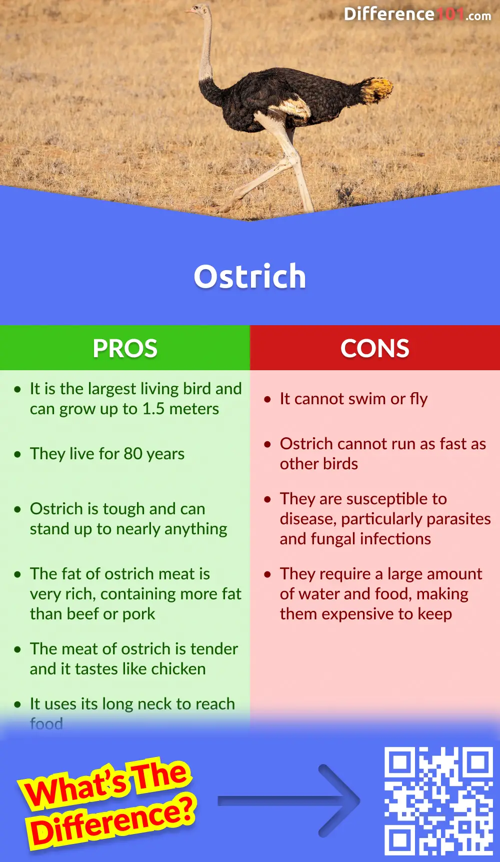 Ostrich Pros & Cons
