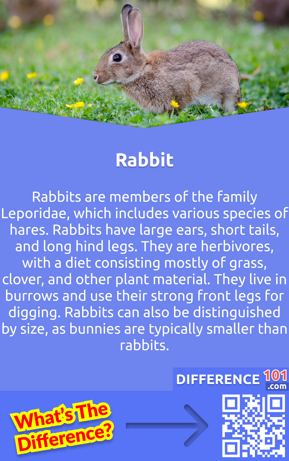 What Is Rabbit? Rabbits are members of the family Leporidae, which includes various species of hares. Rabbits have large ears, short tails, and long hind legs. They are herbivores, with a diet consisting mostly of grass, clover, and other plant material. They live in burrows and use their strong front legs for digging. Rabbits can also be distinguished by size, as bunnies are typically smaller than rabbits. 
