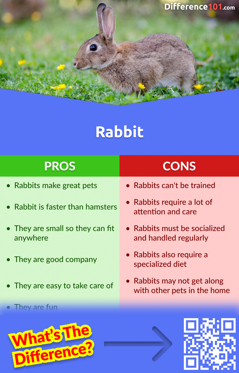 Rabbit Pros & Cons