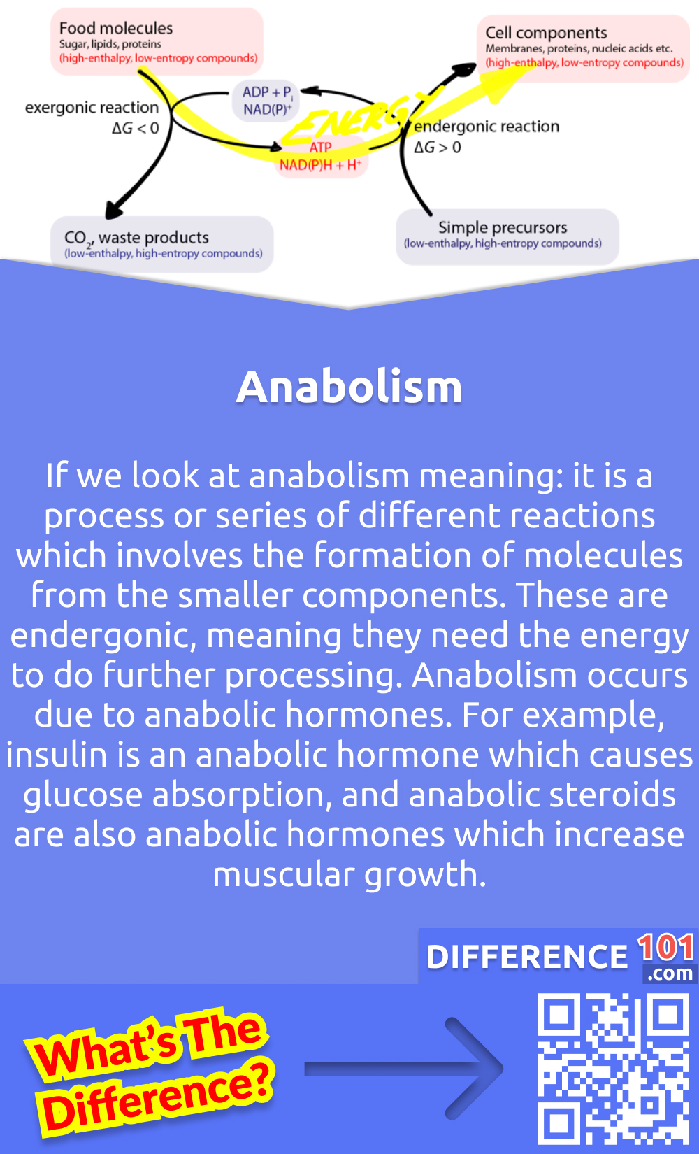 What Is Anabolism? If we look at anabolism meaning: it is a process or series of different reactions which involves the formation of molecules from the smaller components. These are endergonic, meaning they need the energy to do further processing. Anabolism occurs due to anabolic hormones. For example, insulin is an anabolic hormone which causes glucose absorption, and anabolic steroids are also anabolic hormones which increase muscular growth. Anaerobic exercises like weight lifting are anabolic activities which increase mass and muscle strength. In anabolism, kinetic energy is converted into potential, which is totally the opposite of catabolism. Preparation of dipeptides by joining amino acids together, And Combining simple sugar to synthesize disaccharides and water, are some examples of anabolism.