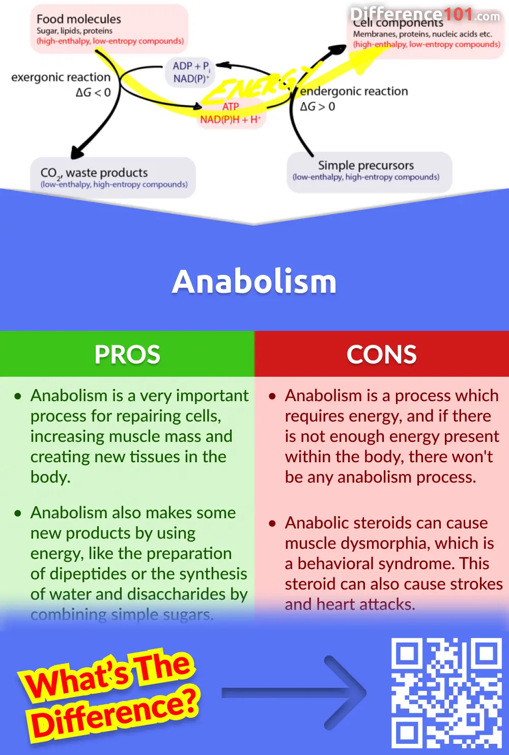 Catabolism Anabolism Key Differences Pros Cons Examples 44 Off