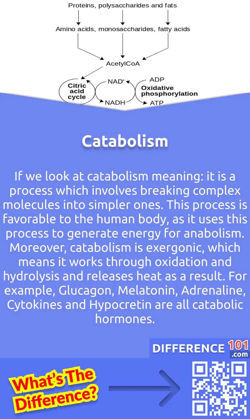 What is Catabolism? If we look at catabolism meaning: it is a process which involves breaking complex molecules into simpler ones. This process is favorable to the human body, as it uses this process to generate energy for anabolism. Moreover, catabolism is exergonic, which means it works through oxidation and hydrolysis and releases heat as a result. There are several hormones which are the result of catabolism-controlling signals. For example, Glucagon, Melatonin, Adrenaline, Cytokines and Hypocretin are all catabolic hormones. Exercises like cardio workouts are catabolic exercises which burn calories by breaking down fats. The cells store various complex molecules and raw materials, which break down into new products during catabolism. For example, in the catabolism of polysaccharides, the protein and nucleic acids form amino acids, nucleotides and monosaccharides.