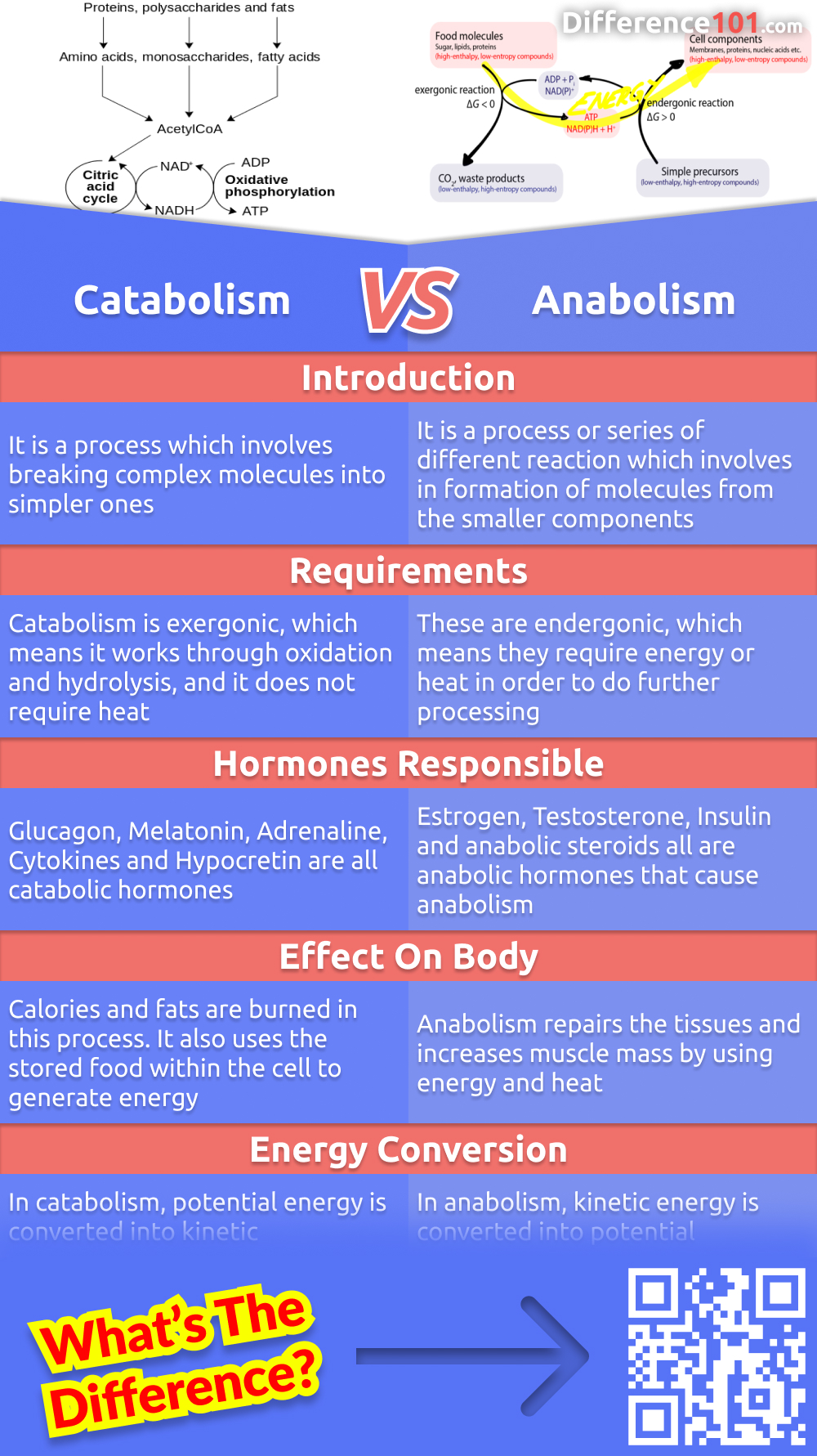 What is the difference between catabolism and anabolism? Both processes are necessary for the body to function properly. Read on to learn more about their differences, pros and cons of each.