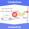 Catabolism vs. Anabolism: 5 Key Differences, Pros & Cons, Examples
