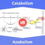 Catabolism vs. Anabolism: 5 Key Differences, Pros & Cons, Examples