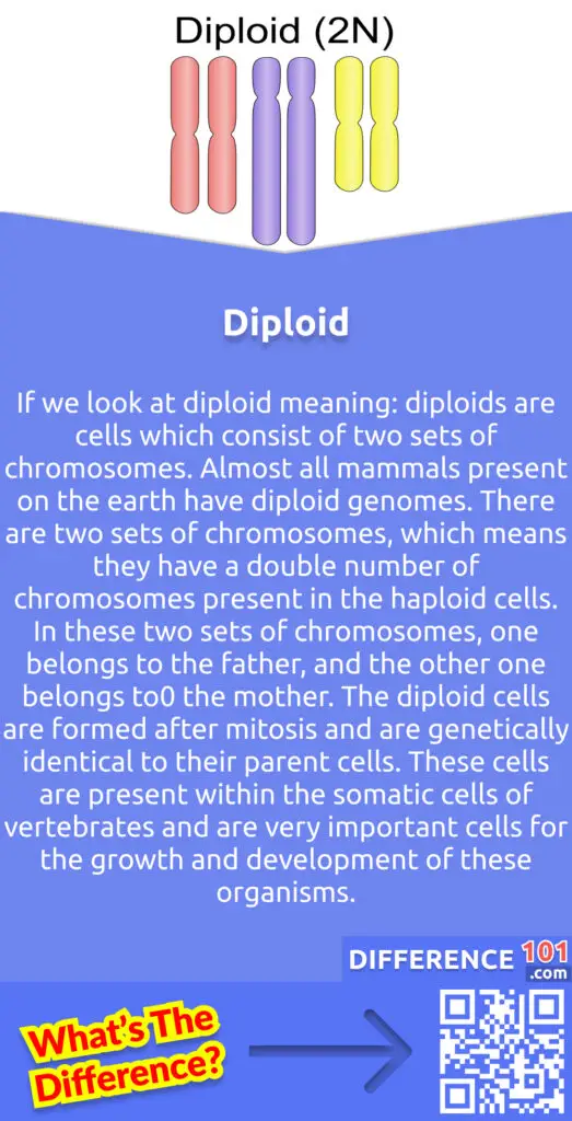 What Is Diploid?
If we look at diploid meaning: diploids are cells which consist of two sets of chromosomes. Almost all mammals present on the earth have diploid genomes. There are two sets of chromosomes, which means they have a double number of chromosomes present in the haploid cells. In these two sets of chromosomes, one belongs to the father, and the other one belongs to0 the mother. The diploid cells are formed after mitosis and are genetically identical to their parent cells. These cells are present within the somatic cells of vertebrates and are very important cells for the growth and development of these organisms. The life cycle stage of diploid is known as the "sporophytic stage" the diploid stage is not prominent as a haploid stage, but in the cycle of pteridophytes, the diploid stage is more predominant as compared to the haploid stage.