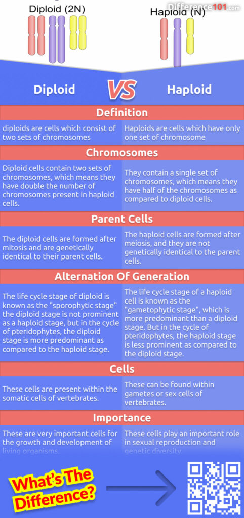 What's the difference between diploid and haploid? We'll explain the difference between the two types of cells and how they're used in the body. We'll also provide a few examples of each type. Read more here.