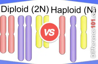 Diploid vs. Haploid: 6 Key Differences, Pros & Cons, Examples