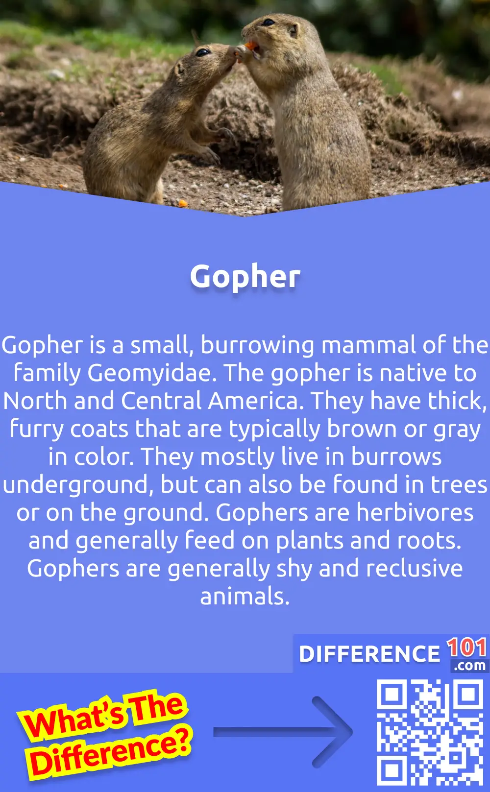 What Is Gopher? Gopher is a small, burrowing mammal of the family Geomyidae. The gopher is native to North and Central America. They have thick, furry coats that are typically brown or gray in color. They mostly live in burrows underground, but can also be found in trees or on the ground. Gophers are herbivores and generally feed on plants and roots. Gophers are generally shy and reclusive animals. They are also considered to be pests by many people because of their habit of digging holes in yards and gardens. Gophers also are known to carry diseases that can be harmful to humans and other animals.

