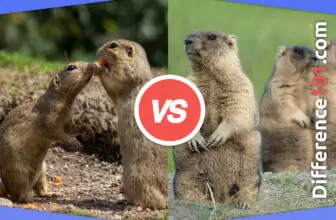 Gopher vs. Groundhog: 6 Key Differences, Pros & Cons, Similarities