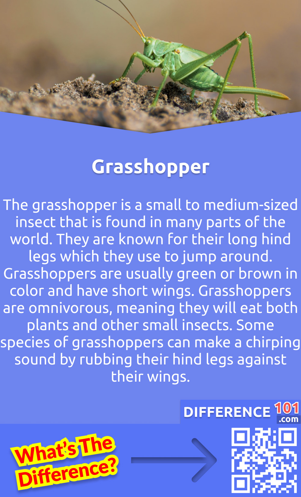 What Is Grasshopper? The grasshopper is a small to medium-sized insect that is found in many parts of the world. They are known for their long hind legs which they use to jump around. Grasshoppers are usually green or brown in color and have short wings. Grasshoppers are omnivorous, meaning they will eat both plants and other small insects. Some species of grasshoppers can make a chirping sound by rubbing their hind legs against their wings.