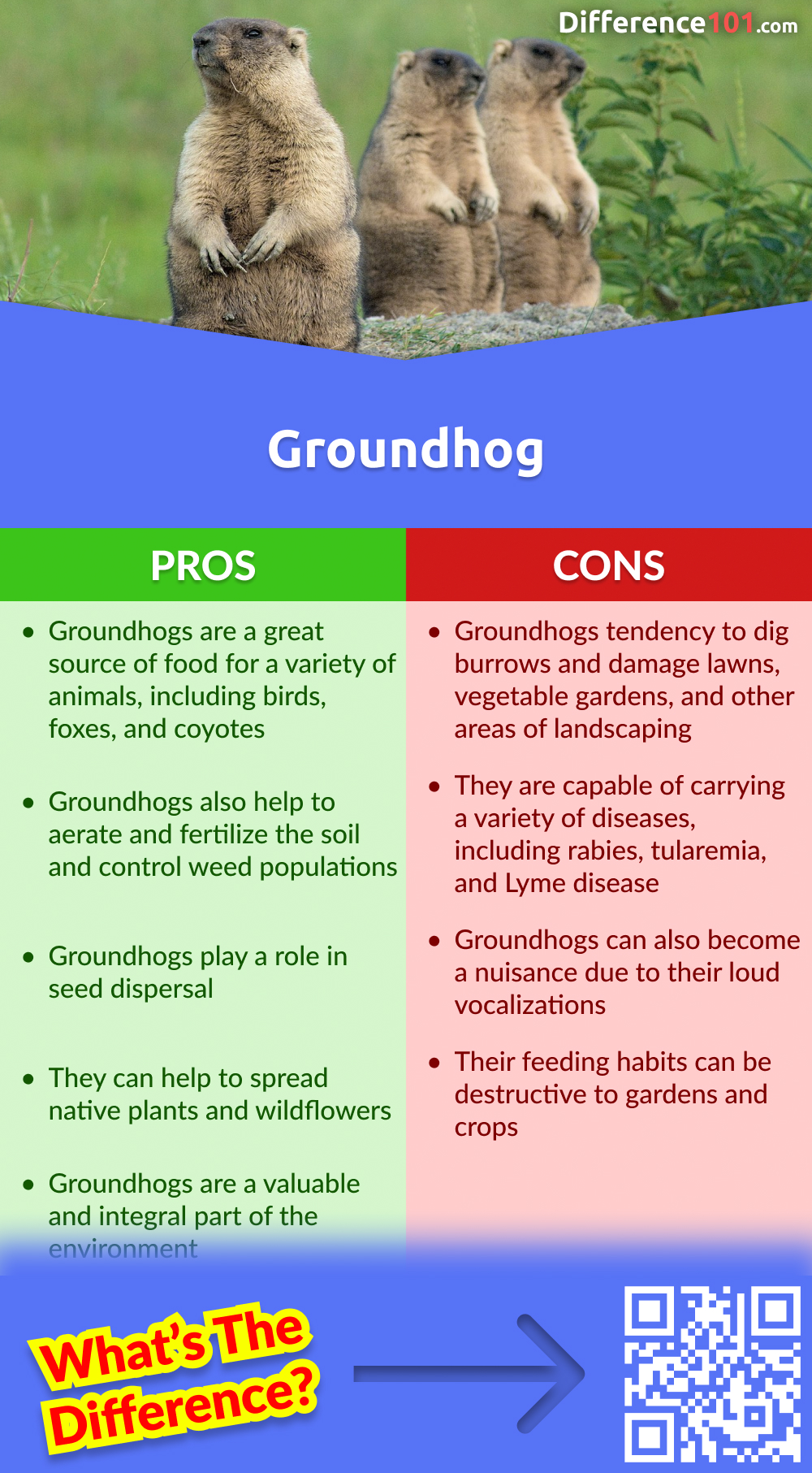 Groundhog Pros & Cons