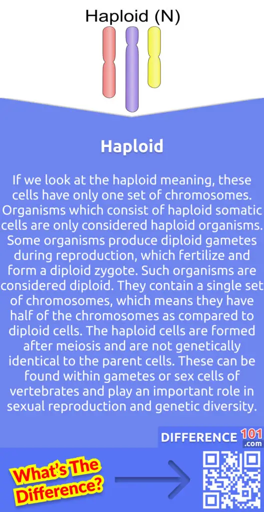 What Is Haploid?
If we look at the haploid meaning, these cells have only one set of chromosomes. Organisms which consist of haploid somatic cells are only considered haploid organisms. Some organisms produce diploid gametes during reproduction, which fertilize and form a diploid zygote. Such organisms are considered diploid. They contain a single set of chromosomes, which means they have half of the chromosomes as compared to diploid cells. The haploid cells are formed after meiosis and are not genetically identical to the parent cells. These can be found within gametes or sex cells of vertebrates and play an important role in sexual reproduction and genetic diversity. The life cycle stage of a haploid cell is known as the "gametophytic stage", which is more predominant than the diploid stage. But in the cycle of a pteridophyte, the haploid stage is less prominent as compared to the diploid stage.