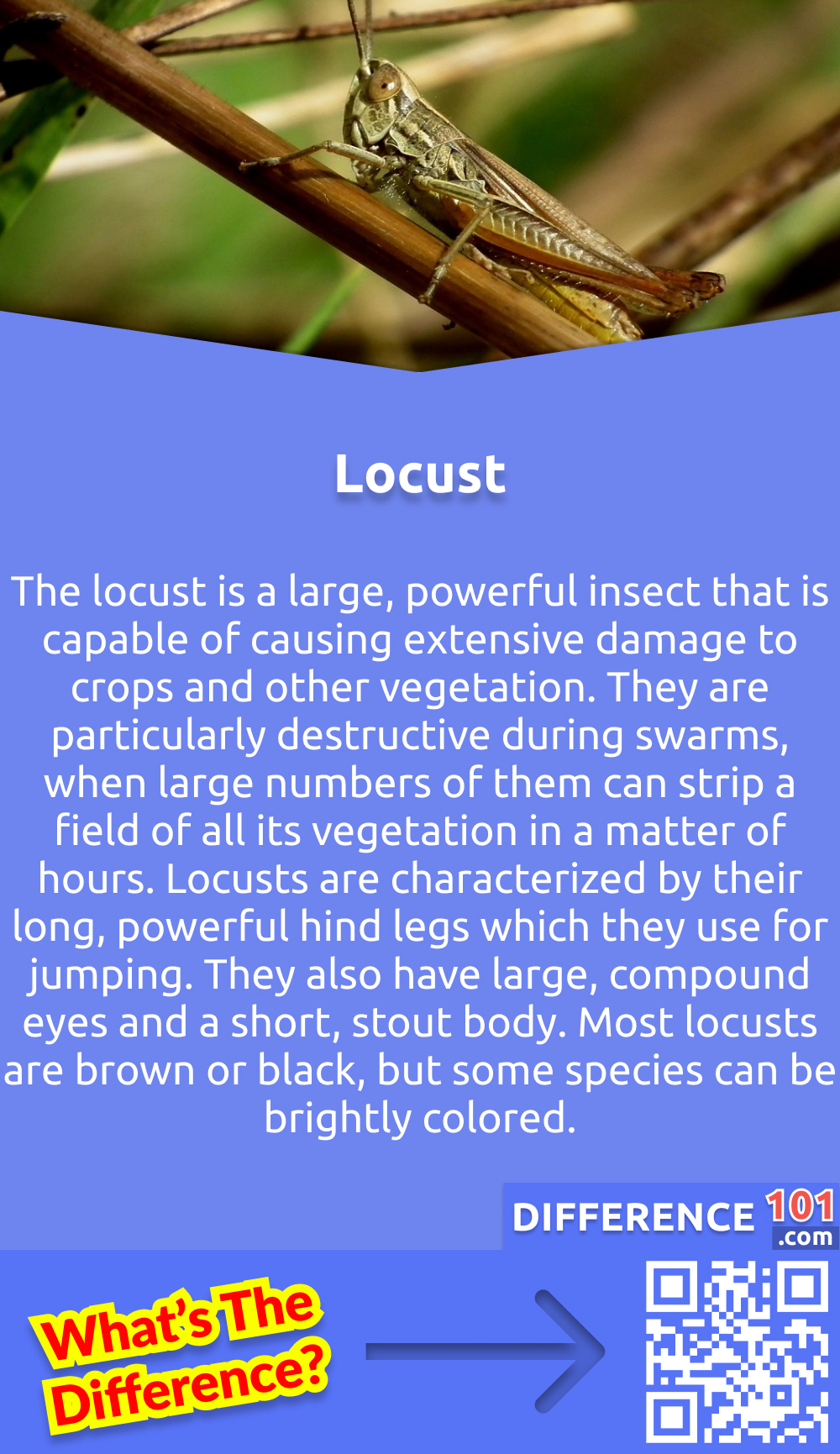 What Is Locust? The locust is a large, powerful insect that is capable of causing extensive damage to crops and other vegetation. They are particularly destructive during swarms, when large numbers of them can strip a field of all its vegetation in a matter of hours. Locusts are also capable of flying long distances, which makes them difficult to control and contain. Locusts are characterized by their long, powerful hind legs which they use for jumping. They also have large, compound eyes and a short, stout body. Most locusts are brown or black, but some species can be brightly colored. In some parts of the world, locusts are considered a major pest and their control is a major agricultural priority.