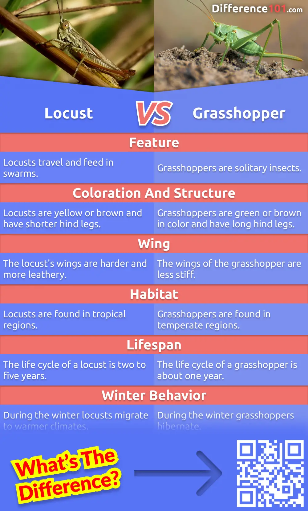 What's the difference between a locust and a grasshopper? Both insects are very similar in appearance, but there are some differences. Read on to learn about the pros and cons of each, their key differences.
