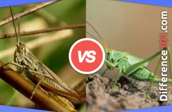 Locust vs. Grasshopper: 6 Key Differences, Pros & Cons, Similarities