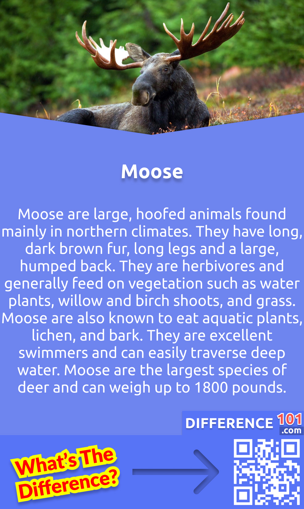 What Is Moose? Moose are large, hoofed animals found mainly in northern climates. They have long, dark brown fur, long legs and a large, humped back. They are herbivores and generally feed on vegetation such as water plants, willow and birch shoots, and grass. Moose are also known to eat aquatic plants, lichen, and bark. They are excellent swimmers and can easily traverse deep water. Moose are the largest species of deer and can weigh up to 1800 pounds. They are solitary animals and usually travel alone or in small groups. Moose are a symbol of strength, resilience, and the natural world. They are an important part of some cultures, appearing in various artworks, stories and religious ceremonies.