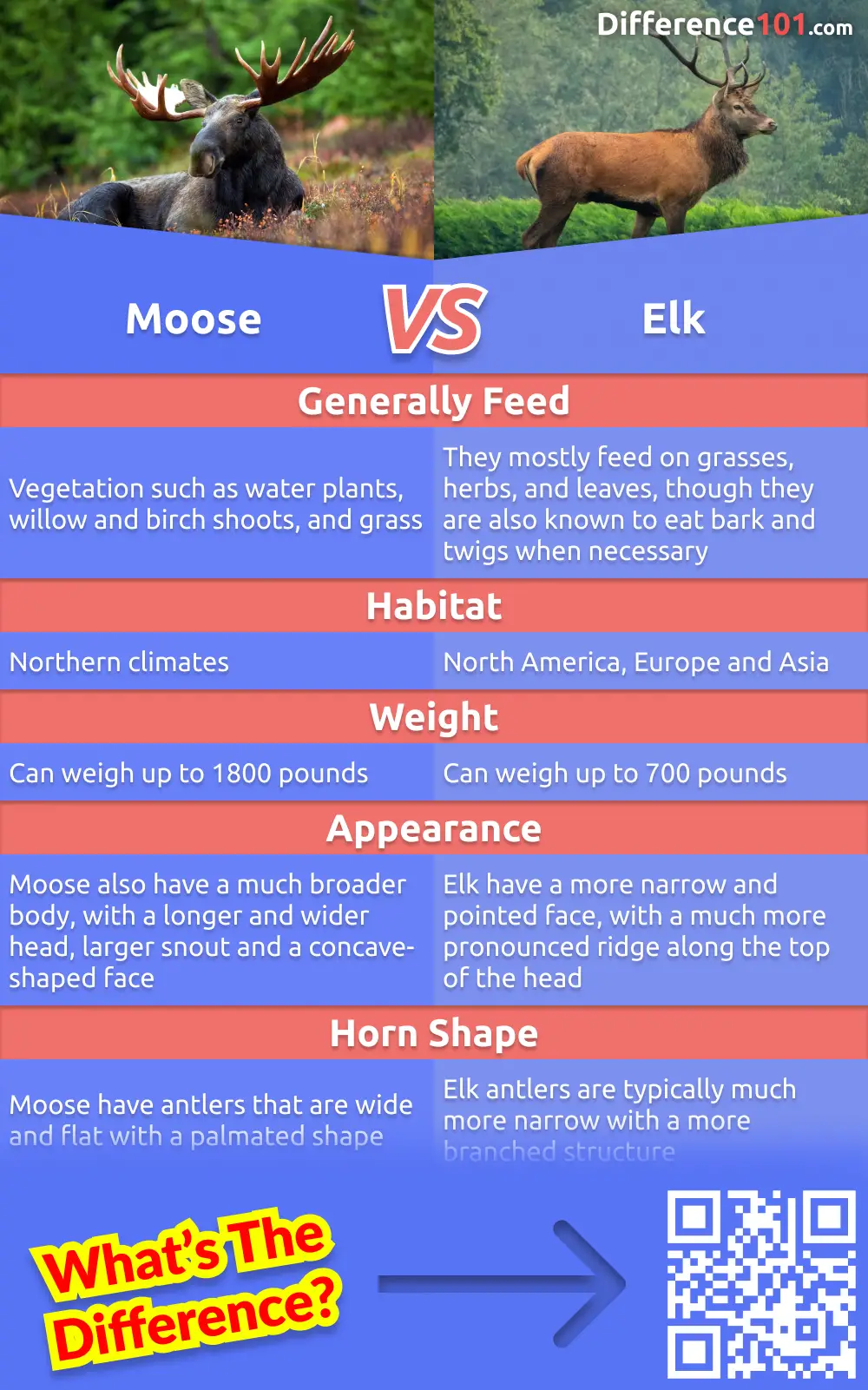 Moose and elk are both large animals that live in cold climates. But what are the differences between them? And what are the pros and cons of each animal? Read on to find out.