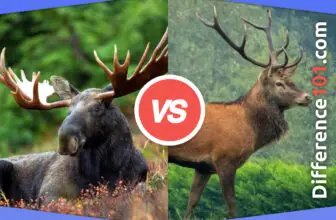 Moose vs. Elk: 5 Key Differences, Pros & Cons, Similarities