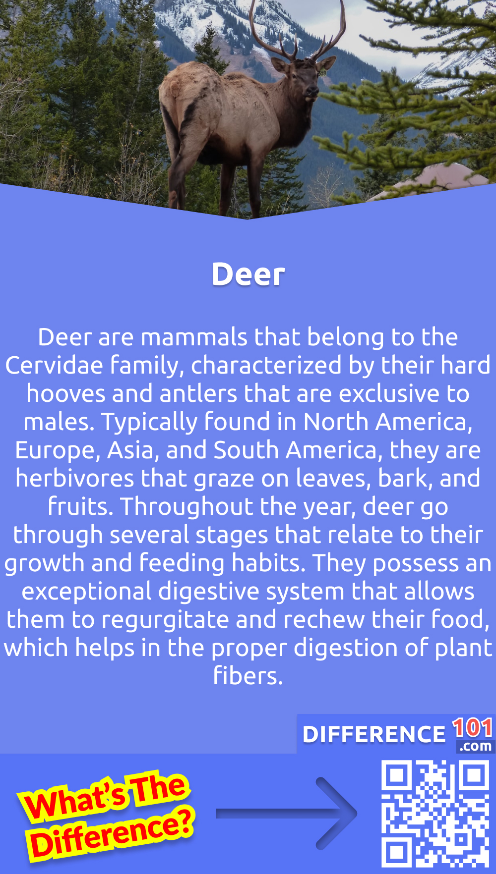 What Is Deer? Deer are mammals that belong to the Cervidae family, characterized by their hard hooves and antlers that are exclusive to males. Typically found in North America, Europe, Asia, and South America, they are herbivores that graze on leaves, bark, and fruits. Throughout the year, deer go through several stages that relate to their growth and feeding habits. They possess an exceptional digestive system that allows them to regurgitate and rechew their food, which helps in the proper digestion of plant fibers. They are also known for their agility and speed, enabling them to escape from predators easily. Due to their graceful and impressive appearance, deer have become widespread in the cultural fabric of many societies, especially in myths and folklore.