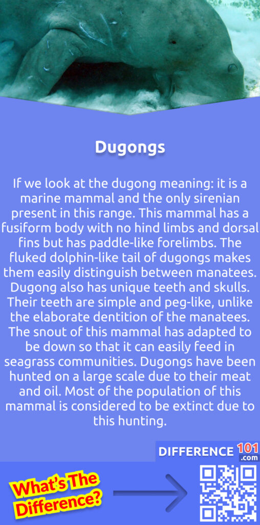 What Are Dugongs?
If we look at the dugong meaning: it is a marine mammal and the only sirenian present in this range. This mammal has a fusiform body with no hind limbs and dorsal fins but has paddle-like forelimbs. The fluked dolphin-like tail of dugongs makes them easily distinguish between manatees. Dugong also has unique teeth and skulls. Their teeth are simple and peg-like, unlike the elaborate dentition of the manatees. The snout of this mammal has adapted to be down so that it can easily feed in seagrass communities. Dugongs have been hunted on a large scale due to their meat and oil. Traditional hunting of this mammal still has cultural significance in various countries, including Pacific Islands and Northern Australia. Most of the population of this mammal is considered to be extinct due to this hunting.