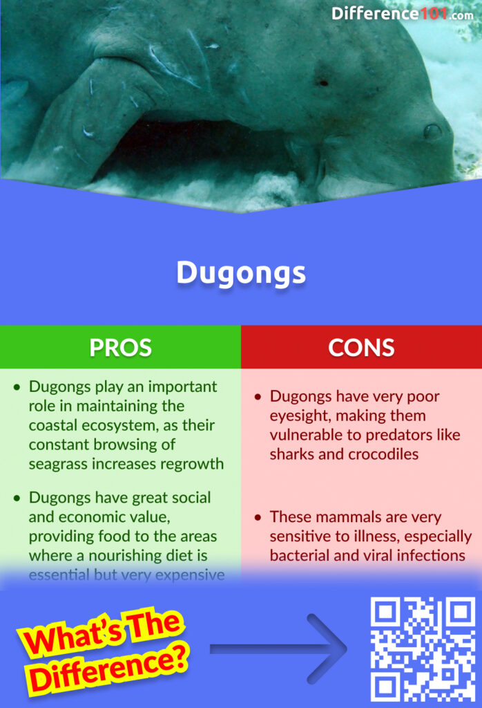 Dugongs Pros and Cons