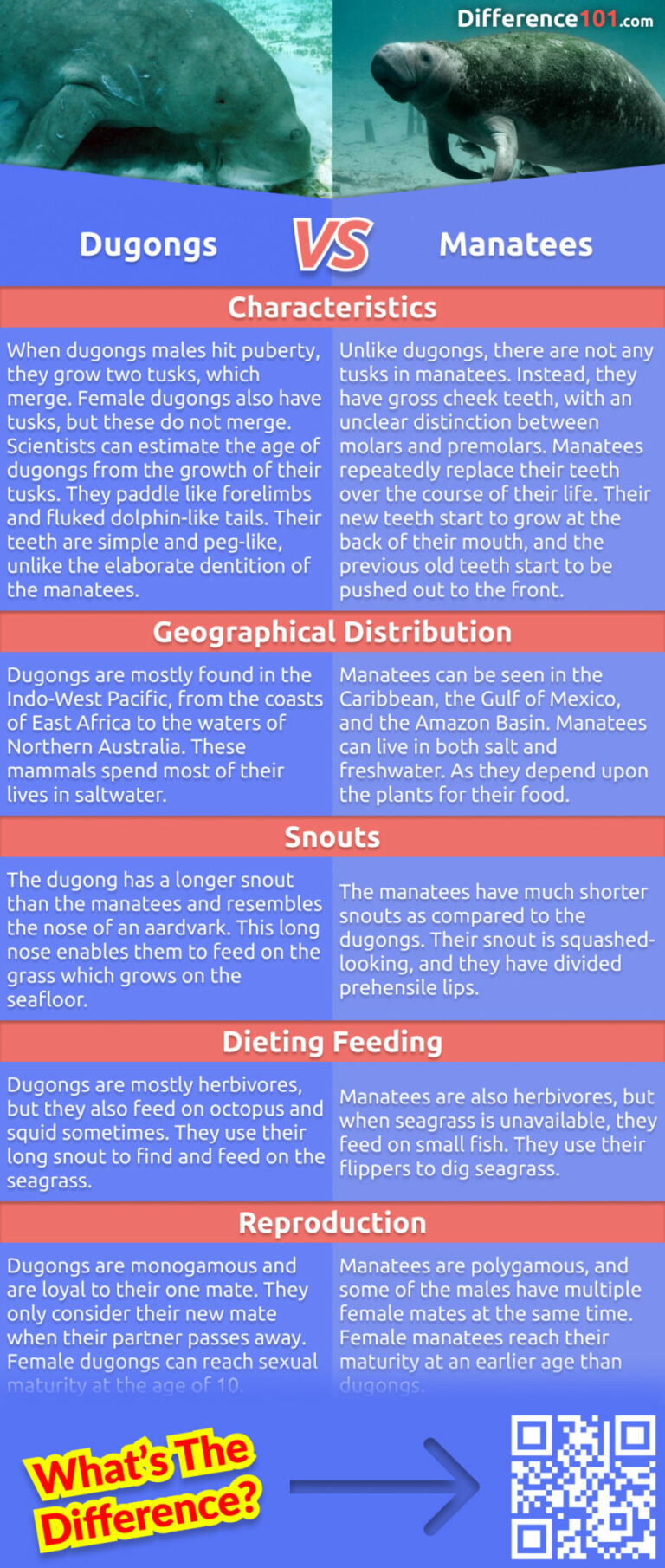 Dugongs vs Manatees: 5 Key Differences, Pros & Cons, Examples