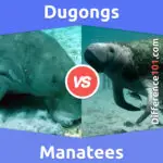 Dugongs vs Manatees: 5 Key Differences, Pros & Cons, Examples