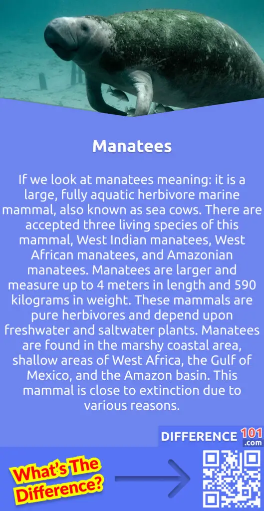 What Are Manatees? If we look at manatees meaning: it is a large, fully aquatic herbivore marine mammal, also known as sea cows. There are accepted three living species of this mammal, West Indian manatees, West African manatees, and Amazonian manatees. Manatees are larger and measure up to 4 meters in length and 590 kilograms in weight. These mammals are pure herbivores and depend upon freshwater and saltwater plants. Manatees are found in the marshy coastal area, shallow areas of West Africa, the Gulf of Mexico, and the Amazon basin. This mammal is close to extinction due to various reasons. The main reason behind many deaths of manatees is human-related issues, including human objects and habitat destruction by humans. Some manatees have more than 50 scars on their bodies from blades. There are some natural causes of their deaths as well. Like, as disease, adverse temperature, or predation by large crocodiles.