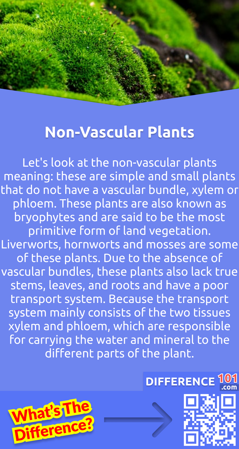 What Are Non-vascular Plants? Let's look at the non-vascular plants meaning: these are simple and small plants that do not have a vascular bundle, xylem or phloem. These plants are also known as bryophytes and are said to be the most primitive form of land vegetation. Liverworts, hornworts and mosses are some of these plants. Due to the absence of vascular bundles, these plants also lack true stems, leaves, and roots and have a poor transport system. Because the transport system mainly consists of the two tissues xylem and phloem, which are responsible for carrying the water and mineral to the different parts of the plant. But in contrast to the vascular bundles, these plants have certain other specialized tissues which help them in the transportation of water and minerals. But these specialized tissues do not contain lignin; that's why these cannot be said to be vascular tissues. Due to the absence of vascular bundles, these plants cannot grow at large heights and the absence of wood, fruits and flowers. These plants are mostly found in shady and moist areas. The green parts of these plants, known as the thallus and rhizoids, have thin filaments, which help in anchoring the plant to the ground.