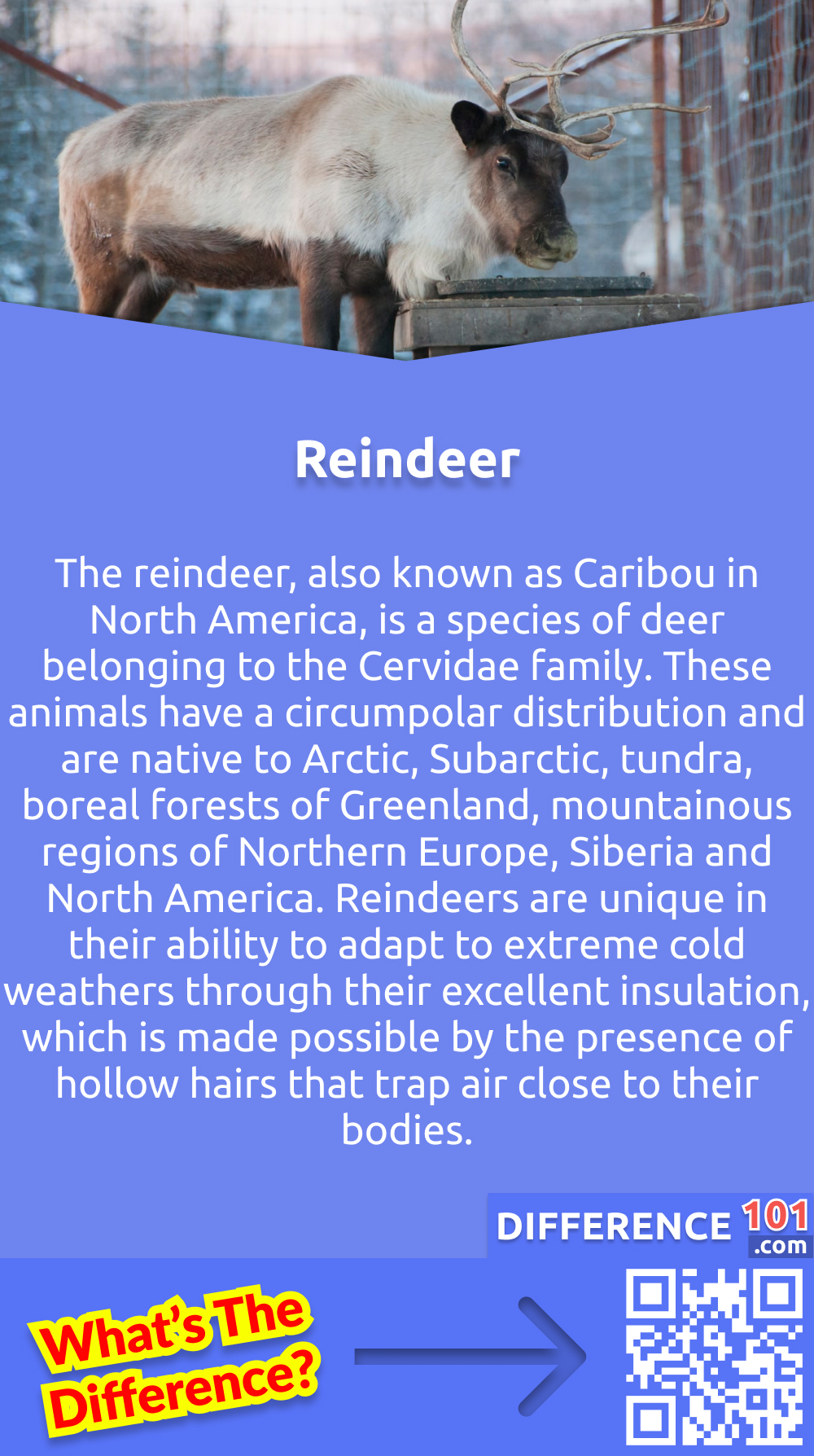 What Is Reindeer? The reindeer, also known as Caribou in North America, is a species of deer belonging to the Cervidae family. These animals have a circumpolar distribution and are native to Arctic, Subarctic, tundra, boreal forests of Greenland, mountainous regions of Northern Europe, Siberia and North America. Reindeers are unique in their ability to adapt to extreme cold weathers through their excellent insulation, which is made possible by the presence of hollow hairs that trap air close to their bodies. They are also known for their remarkable endurance, speed, and strength, which make them a vital resource for many nomadic tribes in the Arctic regions. The importance of these animals cannot be overstated, as they play a significant role in the culture and economy of the communities that rely on them.