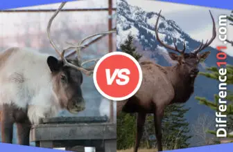 Reindeer vs. Deer: 5 Key Differences, Pros & Cons, Similarities