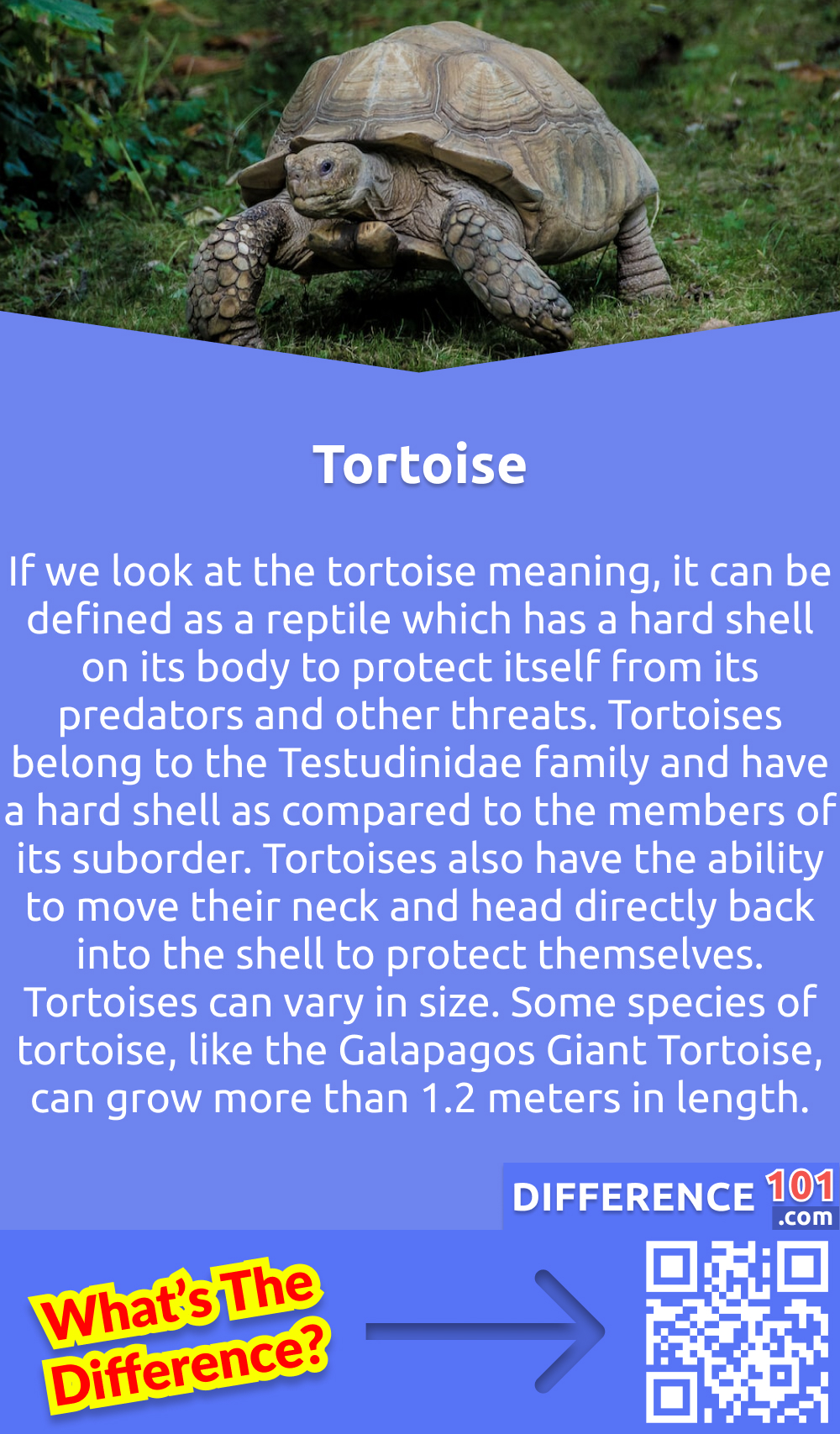 What Is a Tortoise? If we look at the tortoise meaning, it can be defined as a reptile which has a hard shell on its body to protect itself from its predators and other threats. Tortoises belong to the Testudinidae family and have a hard shell as compared to the members of its suborder. Tortoises also have the ability to move their neck and head directly back into the shell to protect themselves. Tortoises can vary in size. Some species of tortoise, like the Galapagos Giant Tortoise, can grow more than 1.2 meters in length. At the same time, some species, like Speckled Cape Tortoise, have only 6.8 centimeters long shells. Like Aldabra Giant Tortoise, various tortoises also evolve a large body size of more than 100 kg. Tortoises are one of the longest-living animals present on the land. Galapagos tortoises are noted to live for more than 150 years.
