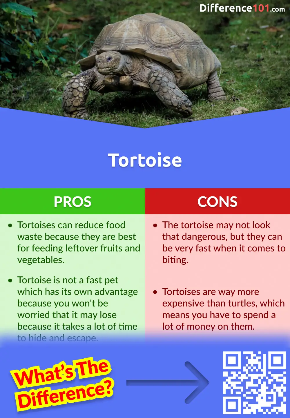 Tortoise Pros and Cons