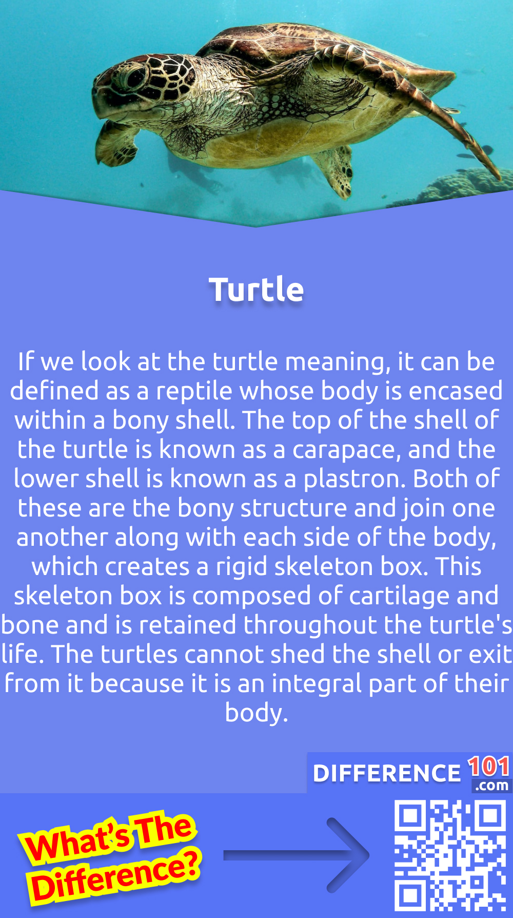 What Is a Turtle? If we look at the turtle meaning, it can be defined as a reptile whose body is encased within a bony shell. Although there are a lot of invertebrate animals and mammals, which have evolved shells, none of them has architecture like a turtle. The top of the shell of the turtle is known as a carapace, and the lower shell is known as a plastron. Both of these are the bony structure and join one another along with each side of the body, which creates a rigid skeleton box. This skeleton box is composed of cartilage and bone and is retained throughout the turtle's life. The turtles cannot shed the shell or exit from it because it is an integral part of their body. There are almost 365 species of turtle which live on the land and on all of the other continents except Antarctica.