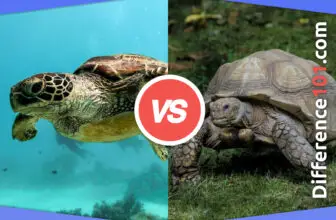 Turtle vs. Tortoise: 7 Key Differences, Pros & Cons, Similarities