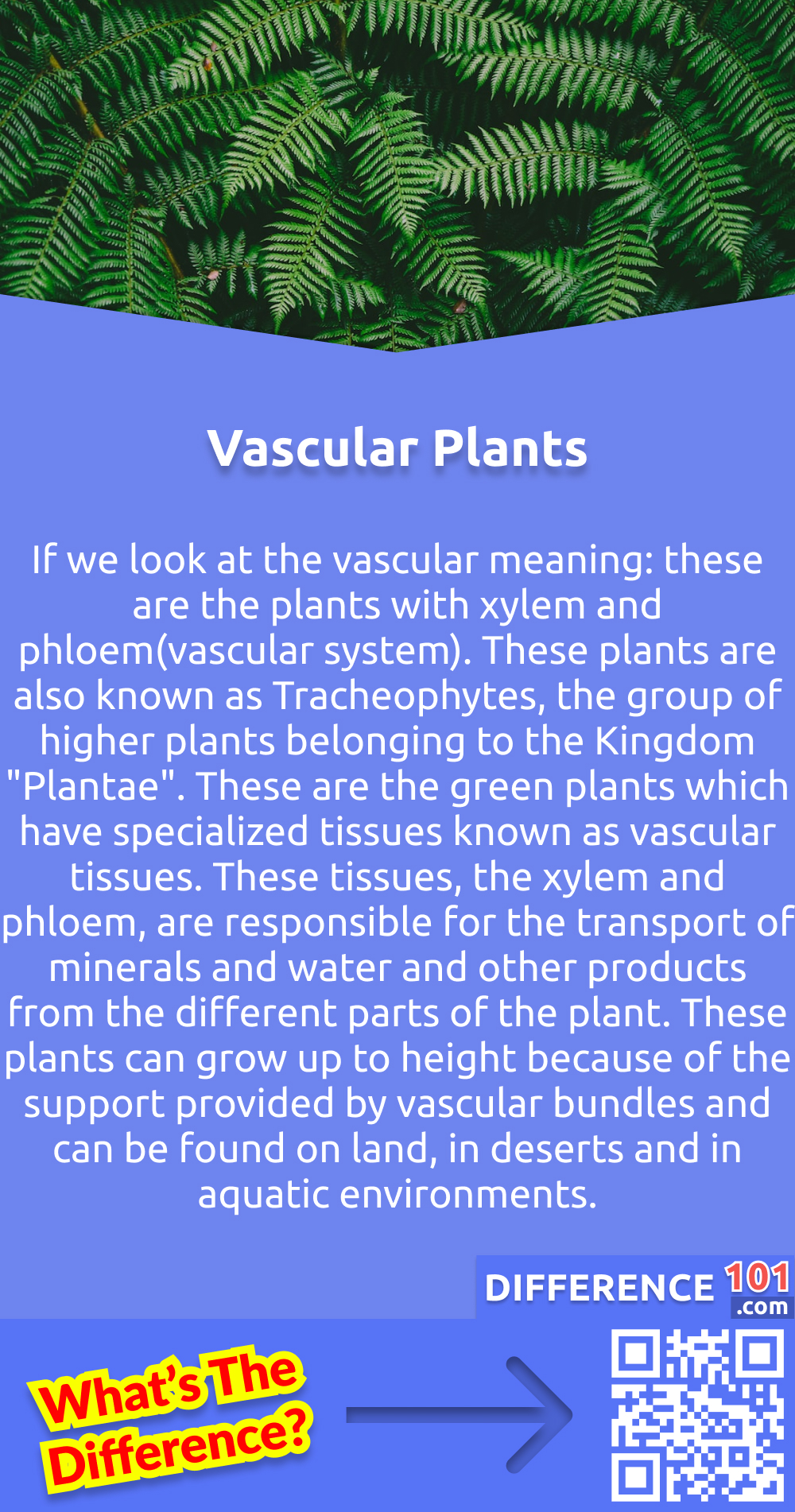 What Are Vascular Plants? If we look at the vascular meaning: these are the plants with xylem and phloem(vascular system). These plants are also known as Tracheophytes, the group of higher plants belonging to the Kingdom "Plantae". These are the green plants which have specialized tissues known as vascular tissues. These tissues are the specific feature of these plants, which varies them from the nonvascular plants. These tissues, the xylem and phloem, are responsible for the transport of minerals and water and other products from the different parts of the plant. These plants can grow up to height because of the support provided by vascular bundles and can be found on land, in deserts and in aquatic environments. Not only the vascular system, but these plants also have well-defined root and shoot systems. These plants also have leaves, flowers, fruit and wood.