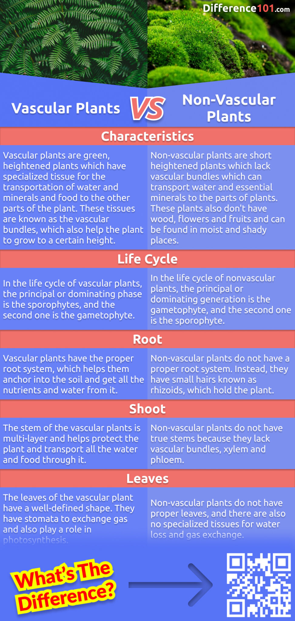 What's the difference between vascular and non-vascular plants? Both types of plants are important in the ecosystem but play different roles. Read more to learn about the difference between these two types of plants.
