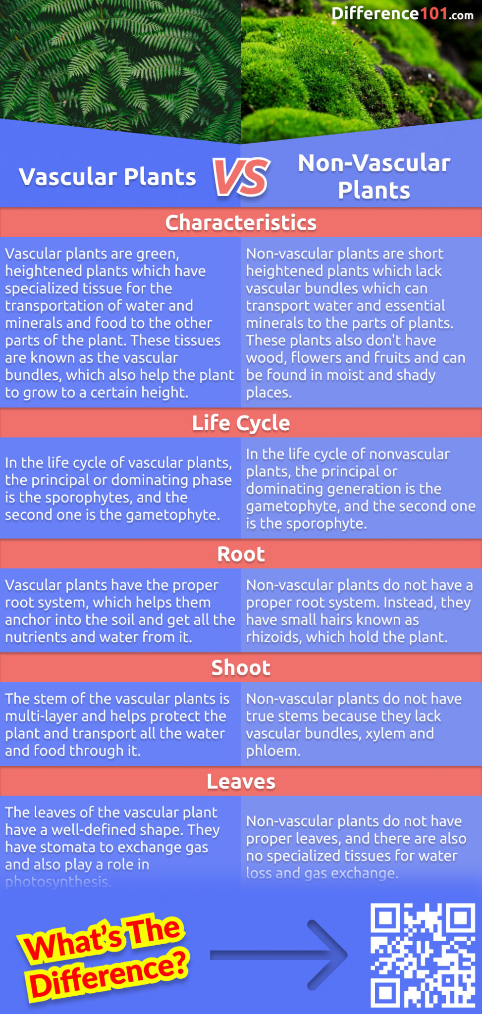 nonvascular-and-vascular-plants