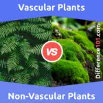 Vascular vs. Non-Vascular Plants: 5 Key Differences, Pros & Cons, Examples