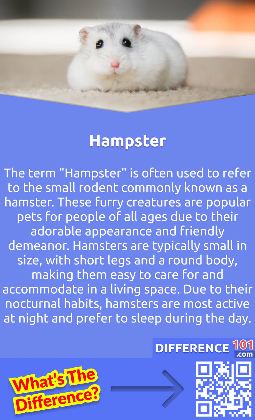 What Is Hampster? Although spelled incorrectly, the term "Hampster" is often used to refer to the small rodent commonly known as a hamster. These furry creatures are popular pets for people of all ages due to their adorable appearance and friendly demeanor. Hamsters are typically small in size, with short legs and a round body, making them easy to care for and accommodate in a living space. Due to their nocturnal habits, hamsters are most active at night and prefer to sleep during the day. They are also known for their quick movements and the ability to store large quantities of food in their cheeks, making them fascinating creatures to observe and care for.