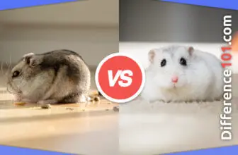 Hamster vs. Hampster: 3 Key Differences, Pros & Cons, Similarities