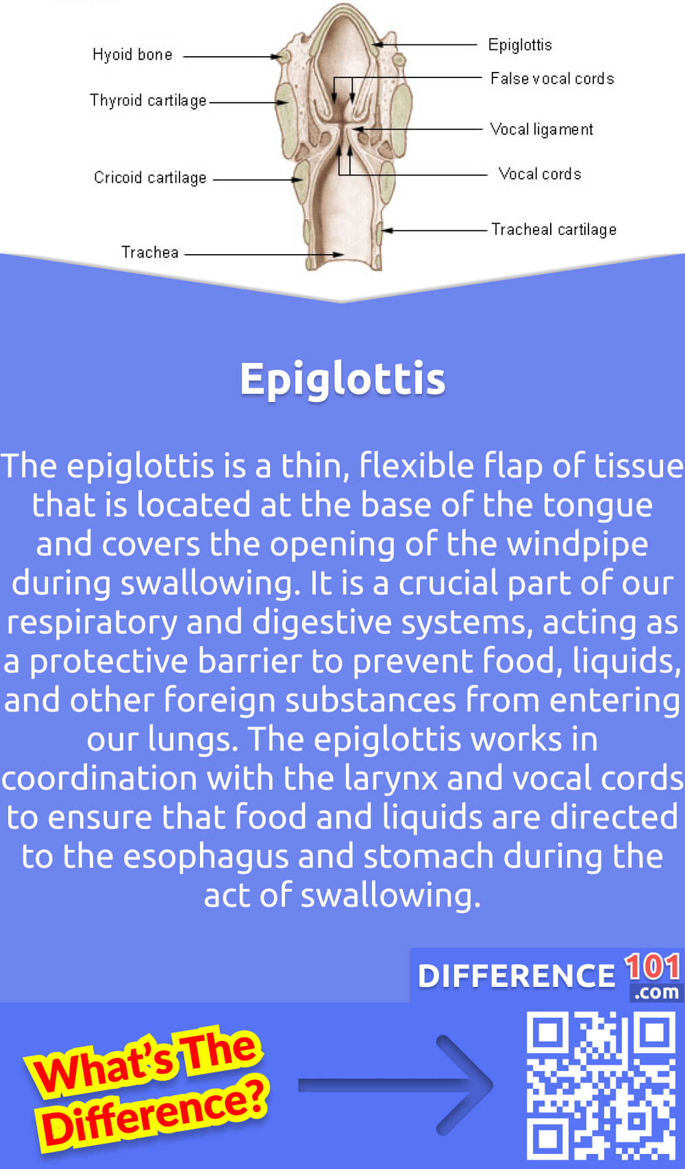 What Is Epiglottis? The epiglottis is a thin, flexible flap of tissue that is located at the base of the tongue and covers the opening of the windpipe during swallowing. It is a crucial part of our respiratory and digestive systems, acting as a protective barrier to prevent food, liquids, and other foreign substances from entering our lungs. The epiglottis works in coordination with the larynx and vocal cords to ensure that food and liquids are directed to the esophagus and stomach during the act of swallowing. Dysfunction of the epiglottis can result in a variety of respiratory and digestive problems, making its proper function essential for optimal health.